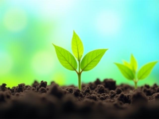 Symbolbild CO2 Kompensation mit grünen Blättern und Erde
